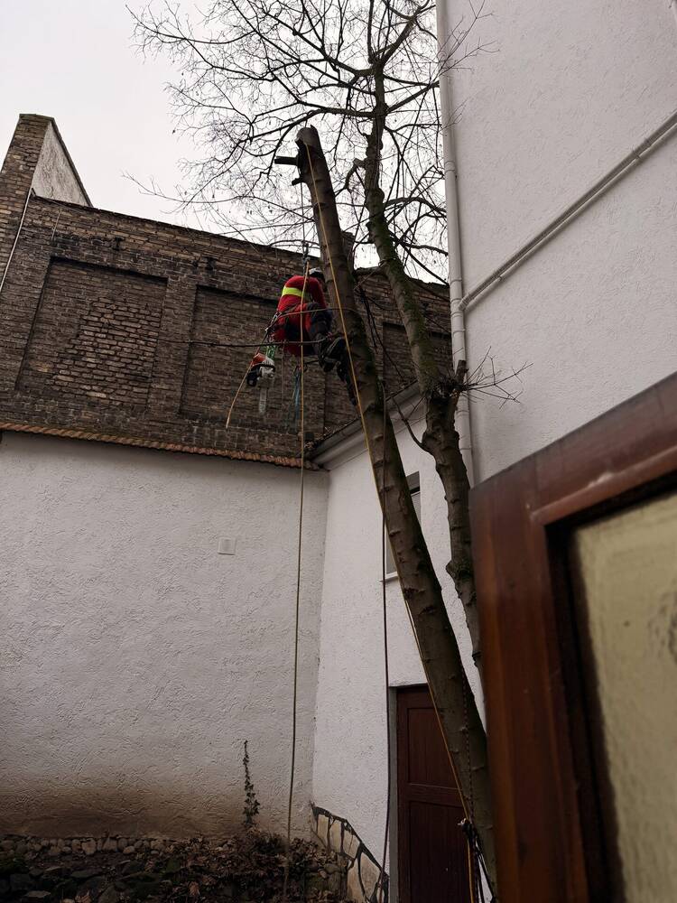 Baumkletterer trägt einen Baum im engen Innenhof zwischen zwei Hauswänden in Mainz ab