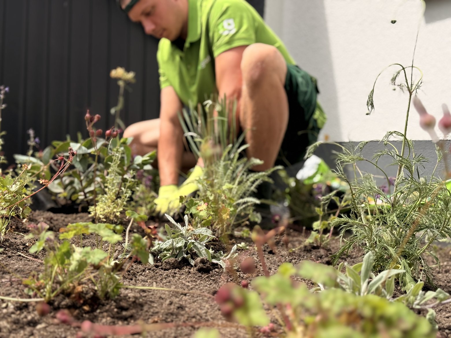 Mitarbeiter der Everglade GmbH im grünen Firmenshirt bepflanzt ein Staudenbeet
