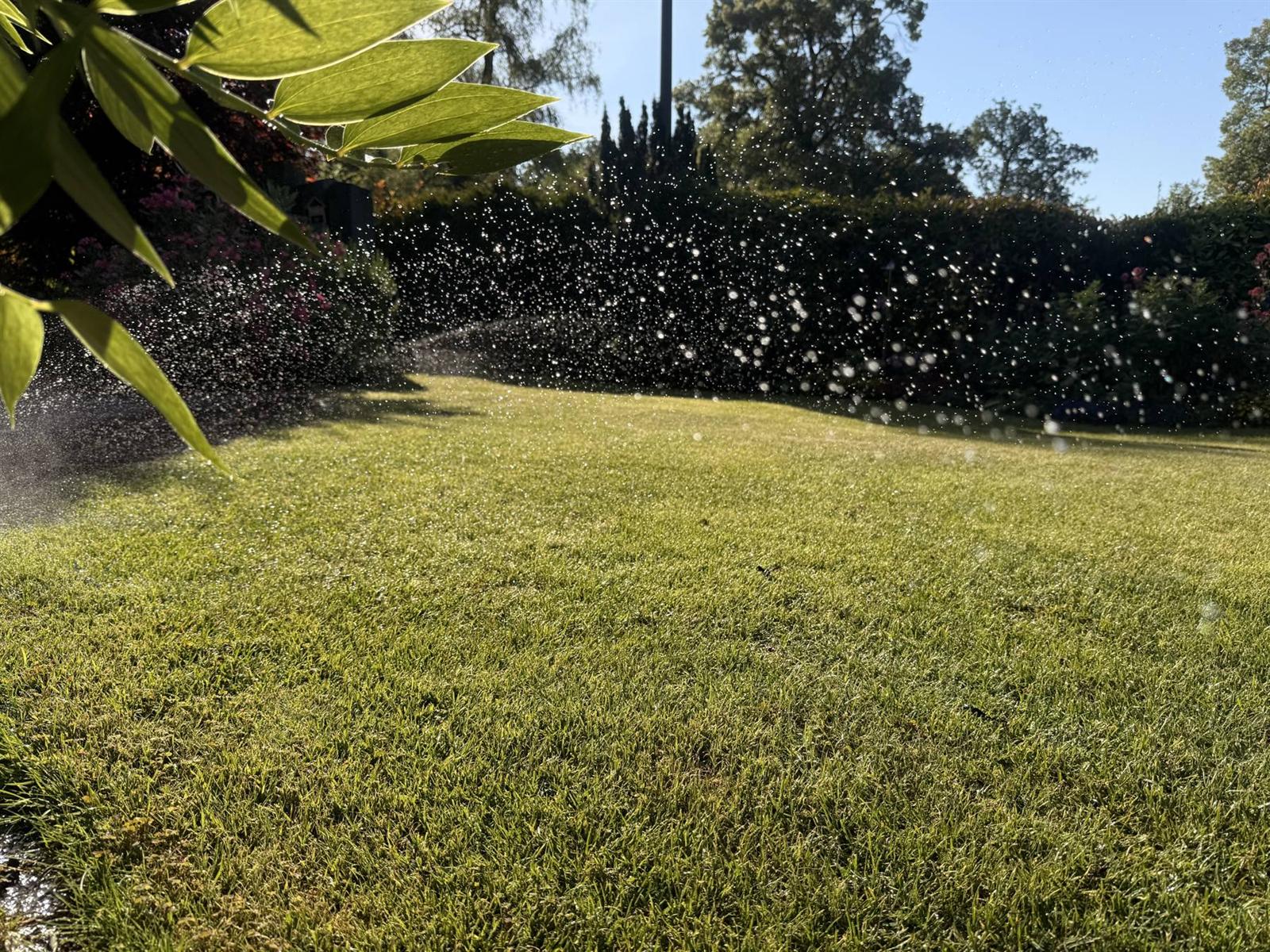 Automatische Beregnung eines Rasens, Wassertropfen im Gegenlicht
