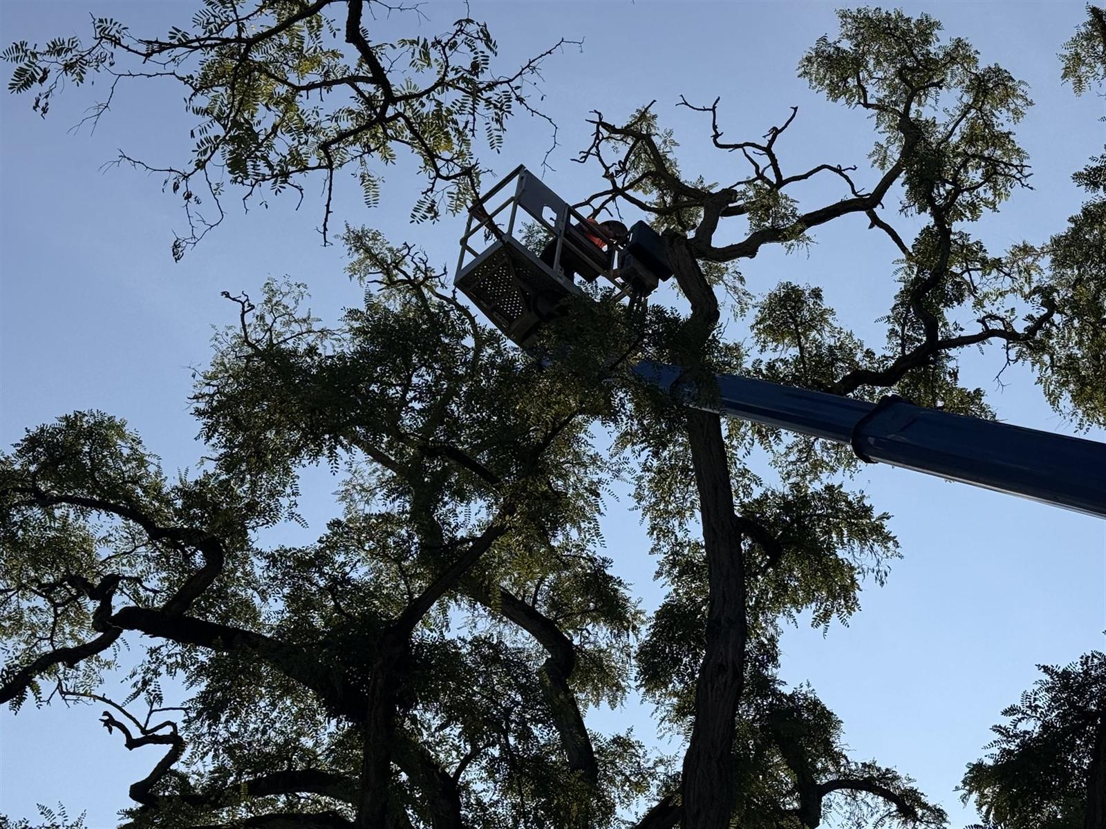 Hubsteigerkorb mit Mitarbeiter zwischen den Ästen einer ausladenden Baumkrone vor blauem Himmel