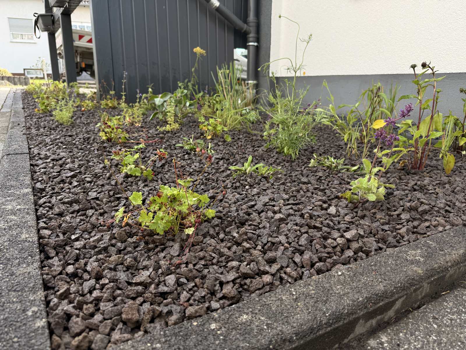 Neu angelegtes Staudenbeet vor einem Carport in Nastätten