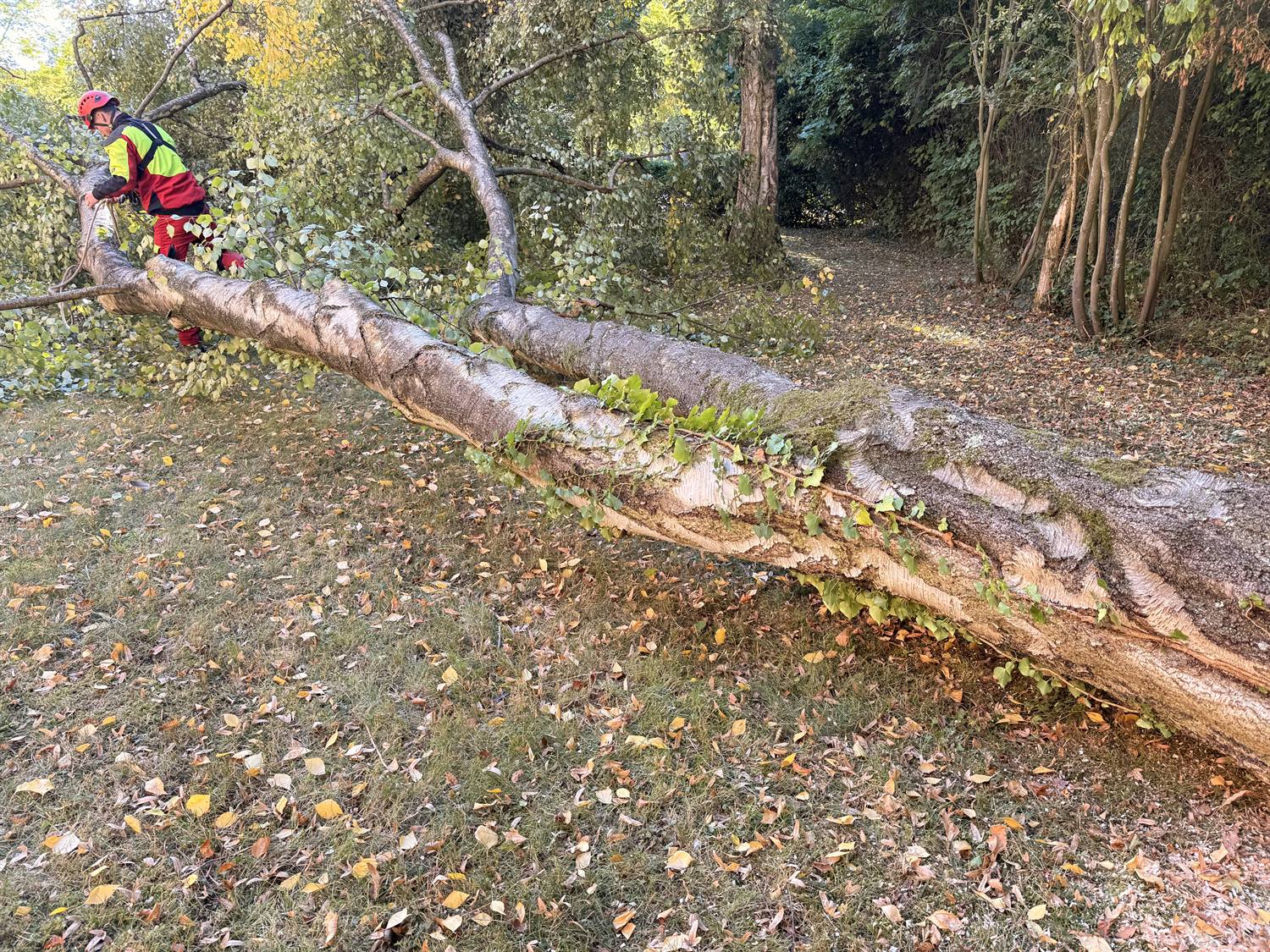 Ein Mitarbeiter entastet den liegenden Birkenstamm im Garten