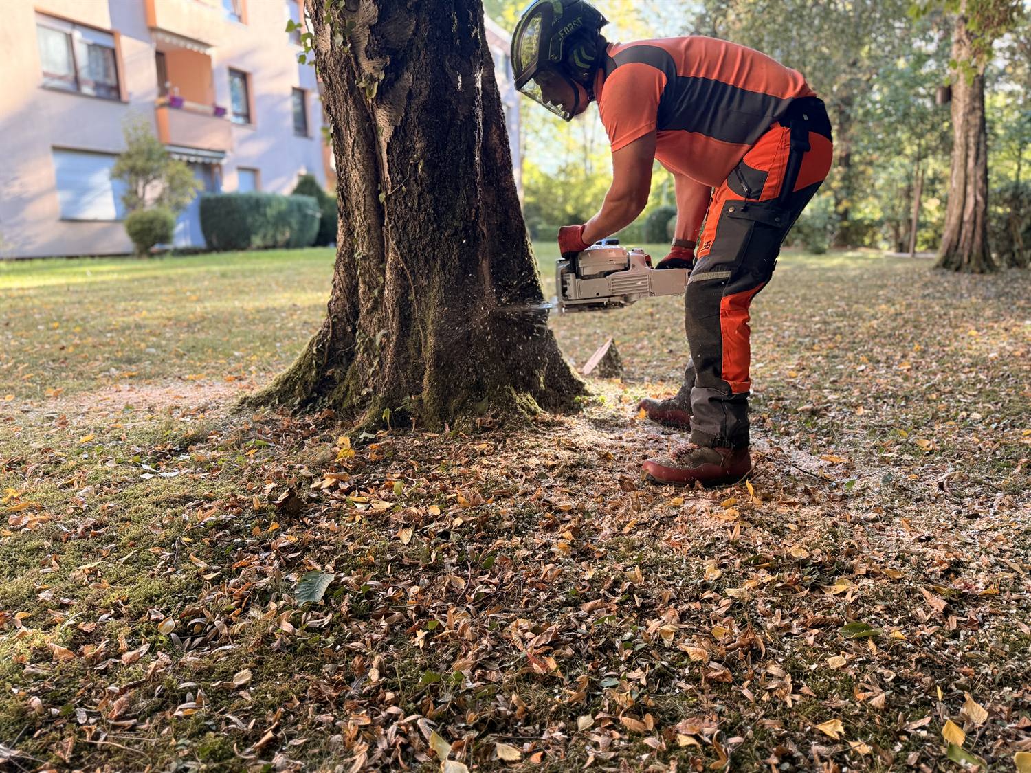 Mitarbeiter in Schnittschutzkleidung sägt den Fallkerb in den Stamm
