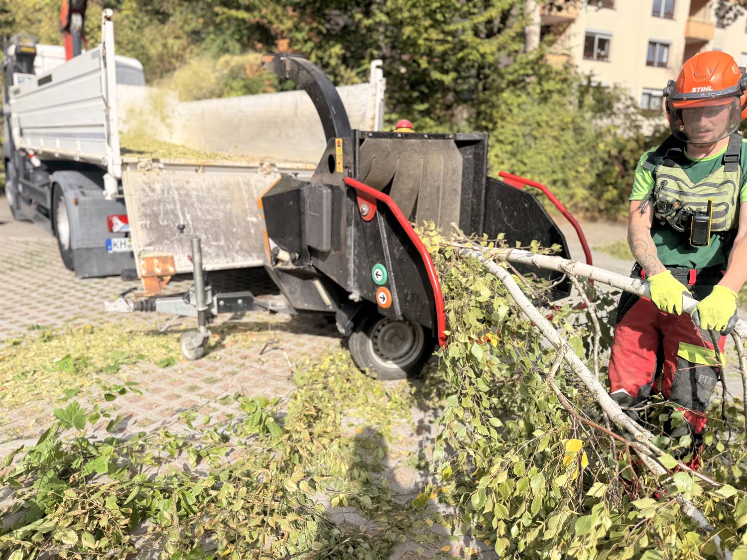 Mitarbeiter mit Helm schiebt Birkenäste in den Häcksler, der die Späne auf den LKW bläst