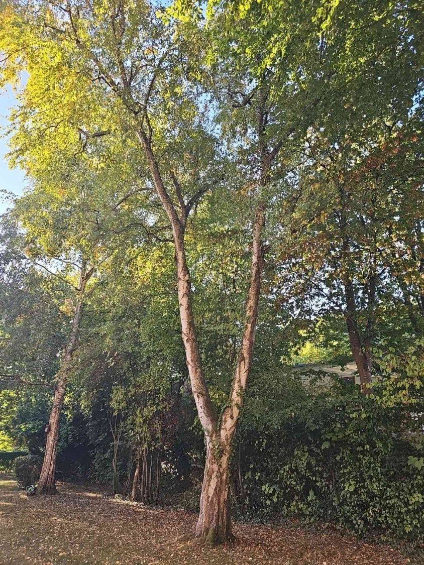 Zweistämmige Birke im Garten der Wohnanlage, zwei helle Stämme wachsen aus einem Fuß