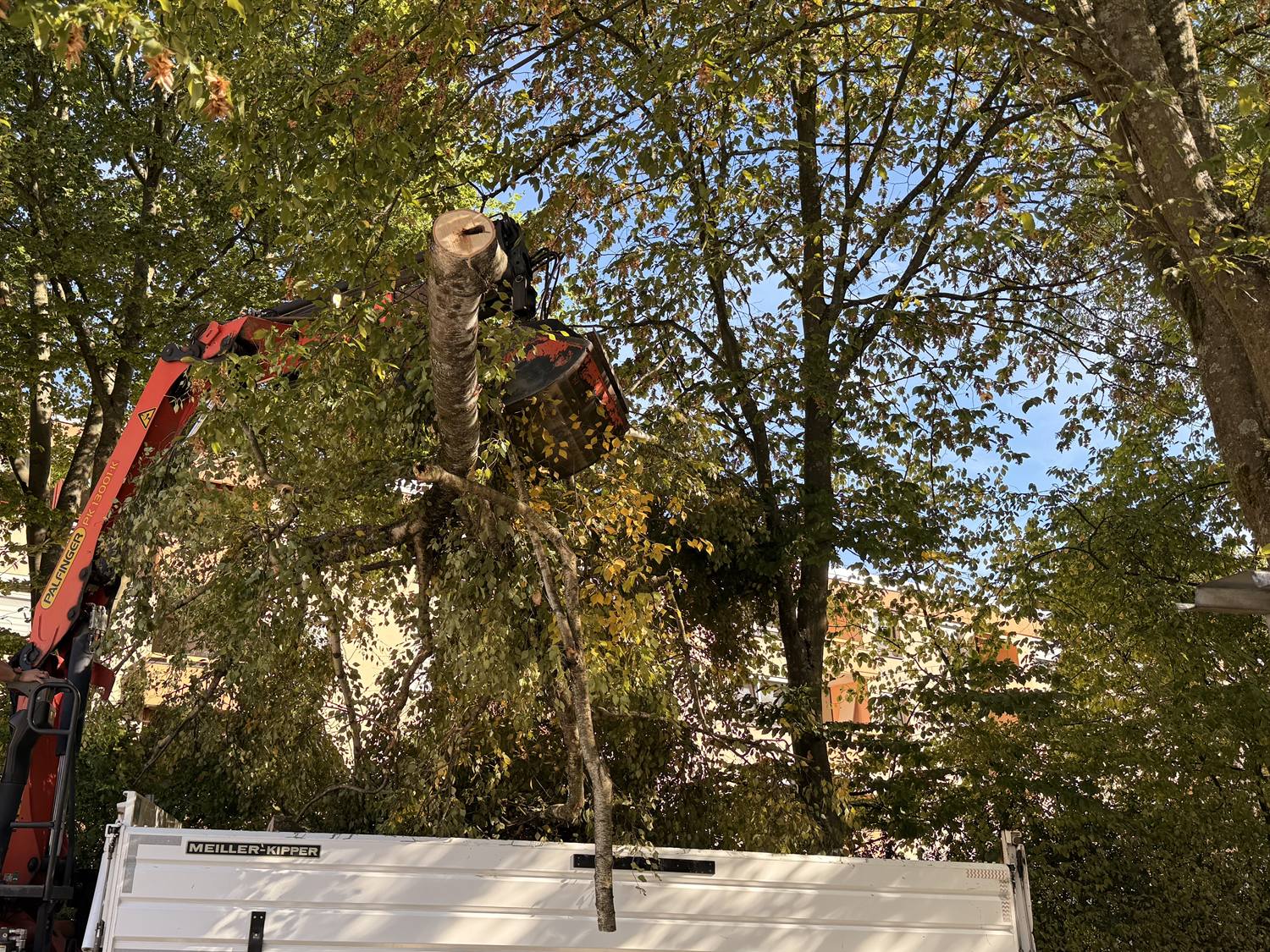 Ladekran hebt mit dem Greifer ein Stammstück mit Ästen über den Zaun, ein Mitarbeiter steuert vom LKW aus
