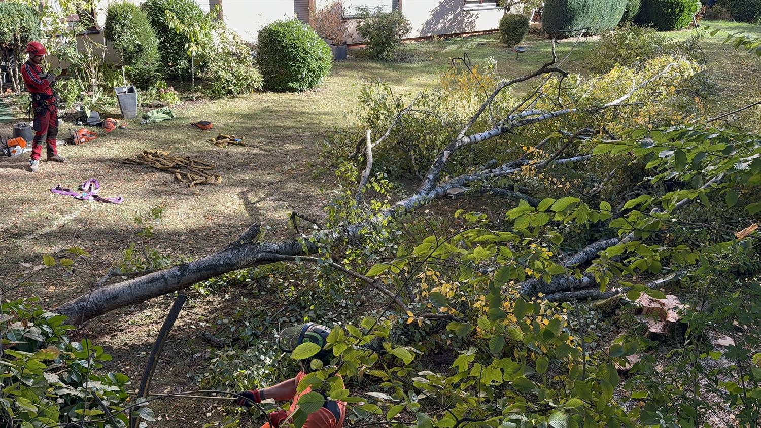 Garten mit abgesägten Ästen am Boden, ein Mitarbeiter räumt auf