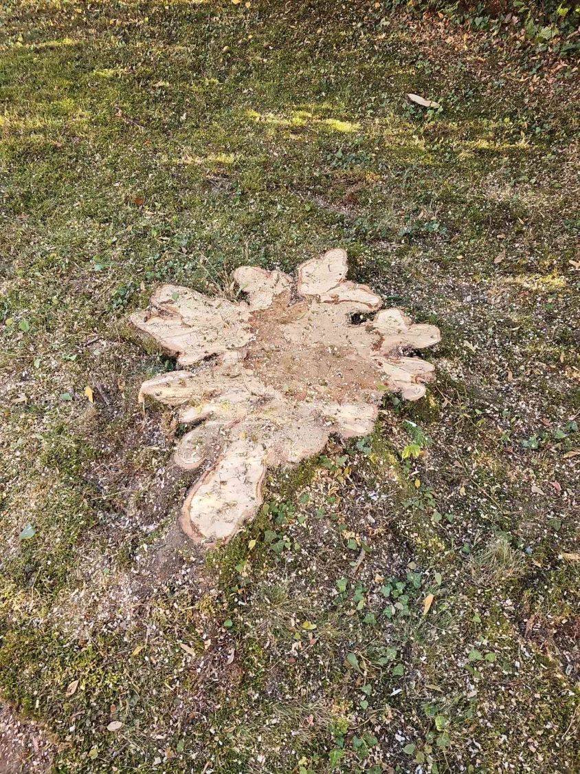 Sternförmiger, heller Stubben im Rasen