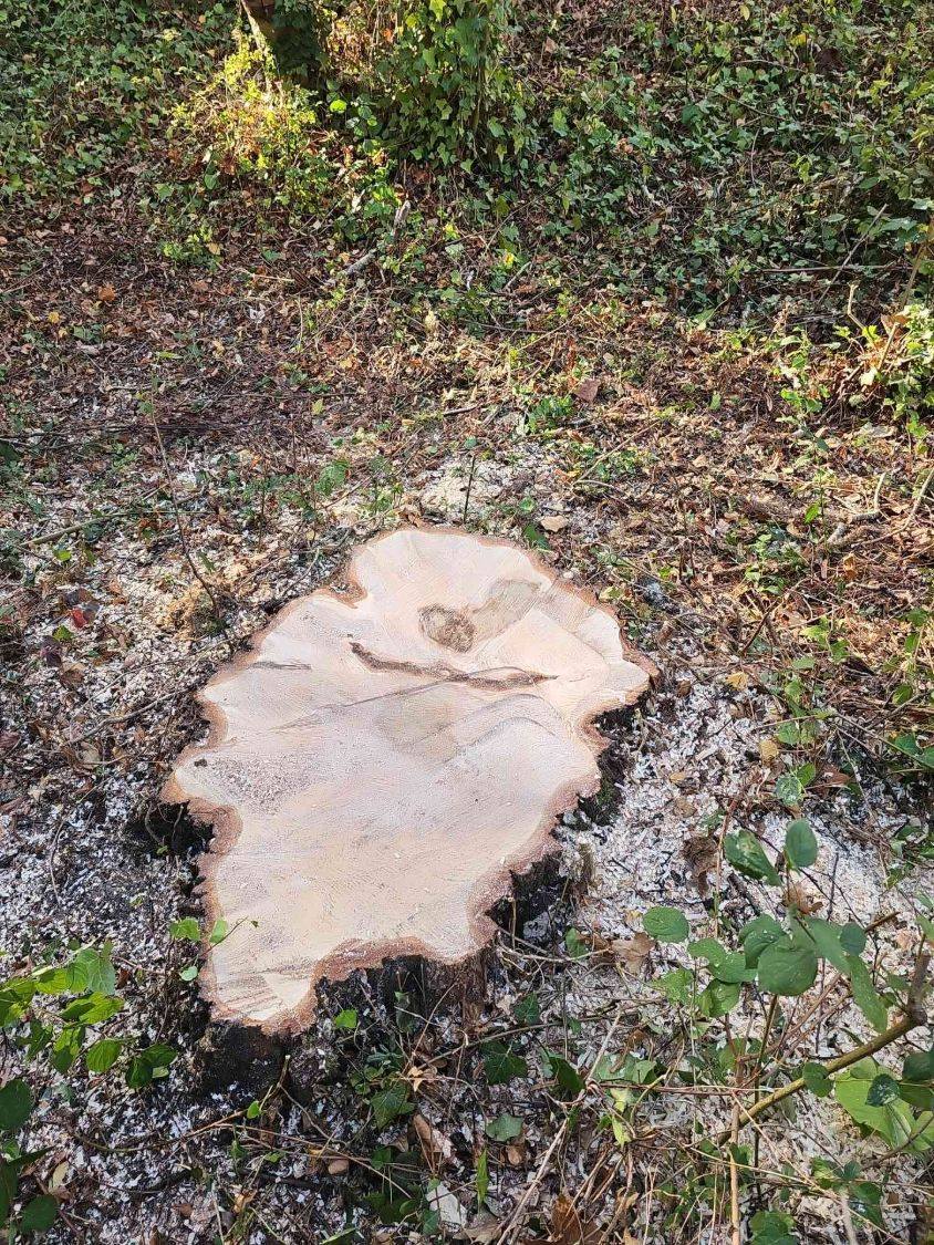 Frisch abgesägter, heller Stubben zwischen Efeu und Laub