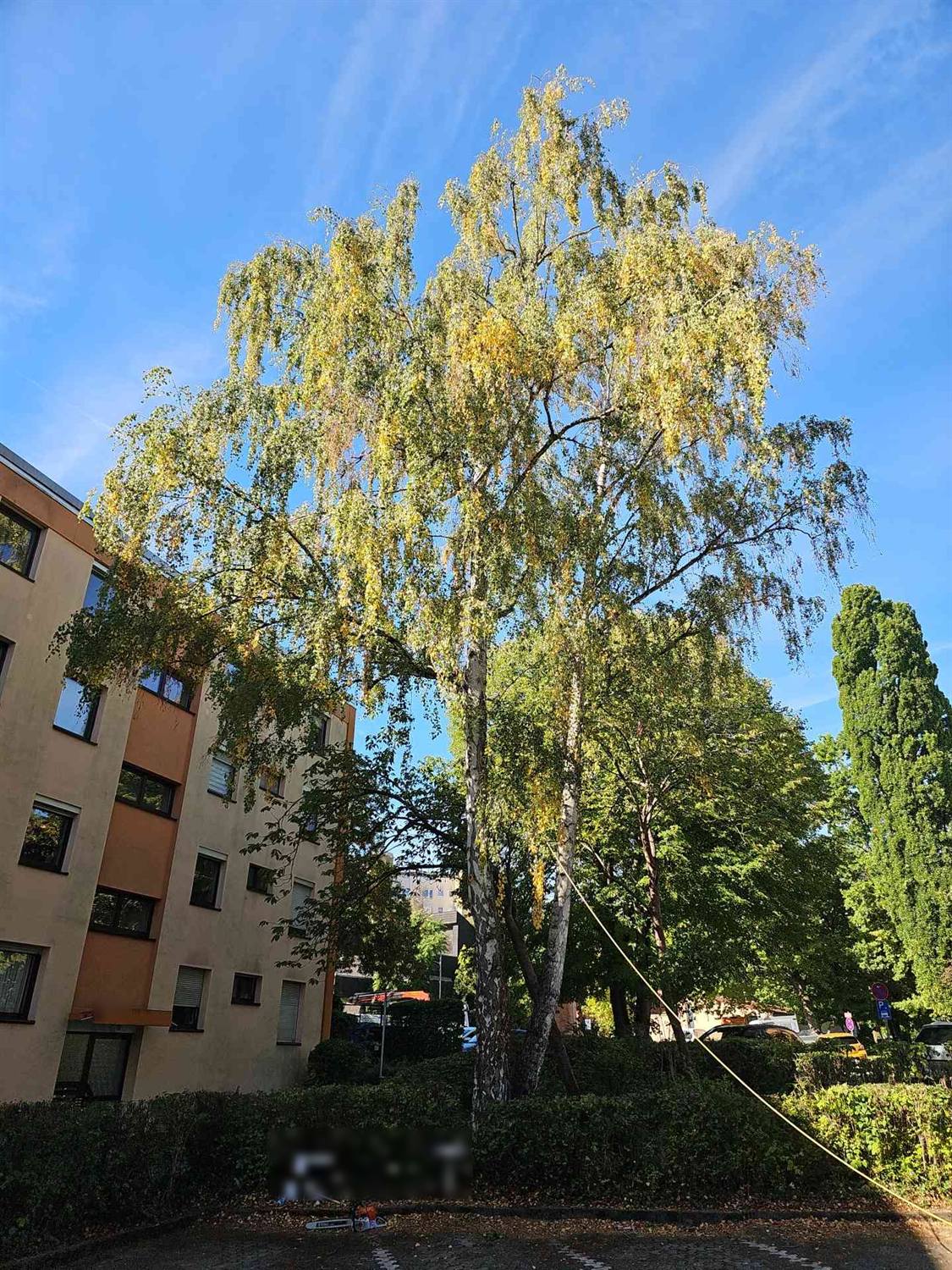Große zweistämmige Birke vor einem Wohnhaus am Parkplatz, ein gelbes Zugseil ist schon am Stamm befestigt