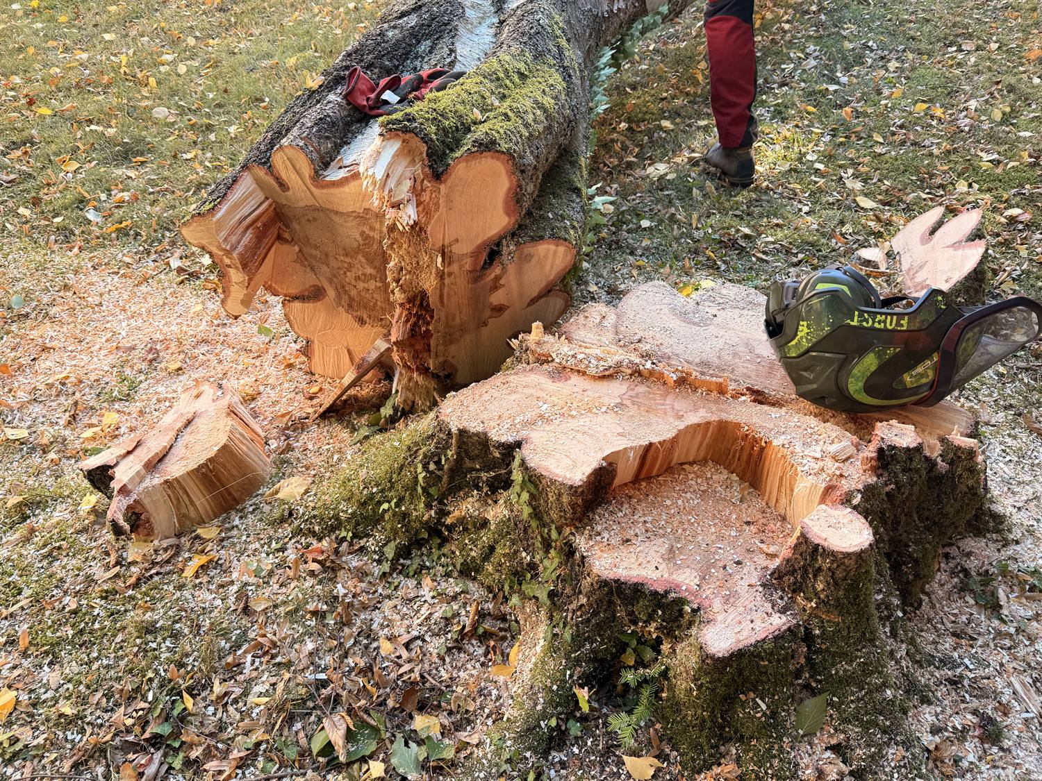 Frischer Stubben der Birke im Garten, darauf liegen die zwei abgeschnittenen Stammfüße nebeneinander