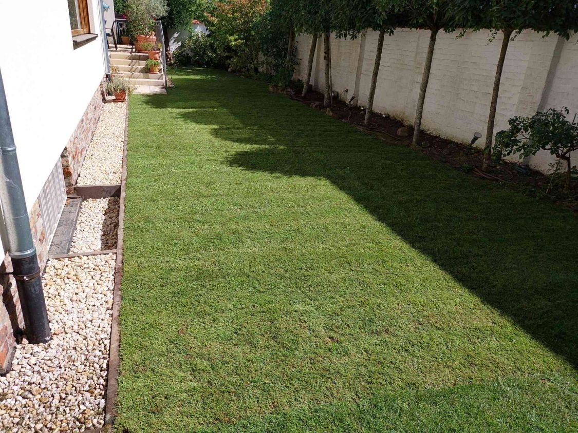 Nachher: dichter, grüner Rollrasen zwischen Haus und Gartenmauer