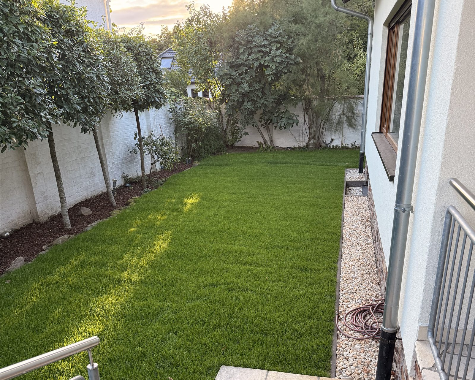 Der fertige Garten in Wiesbaden: neuer Rollrasen zwischen Haus und Gartenmauer im Abendlicht
