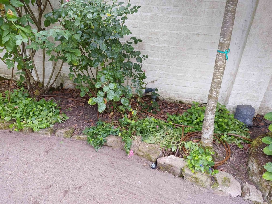 Beet an der Gartenmauer mit Rose und Baum, braunes Tropfrohr als Ring um den Stamm, am Beetrand ein Versenkregner