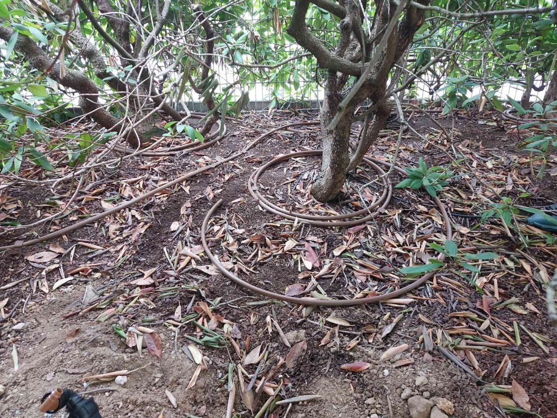 Braunes Tropfrohr als Ring um einen Rhododendron im Beet