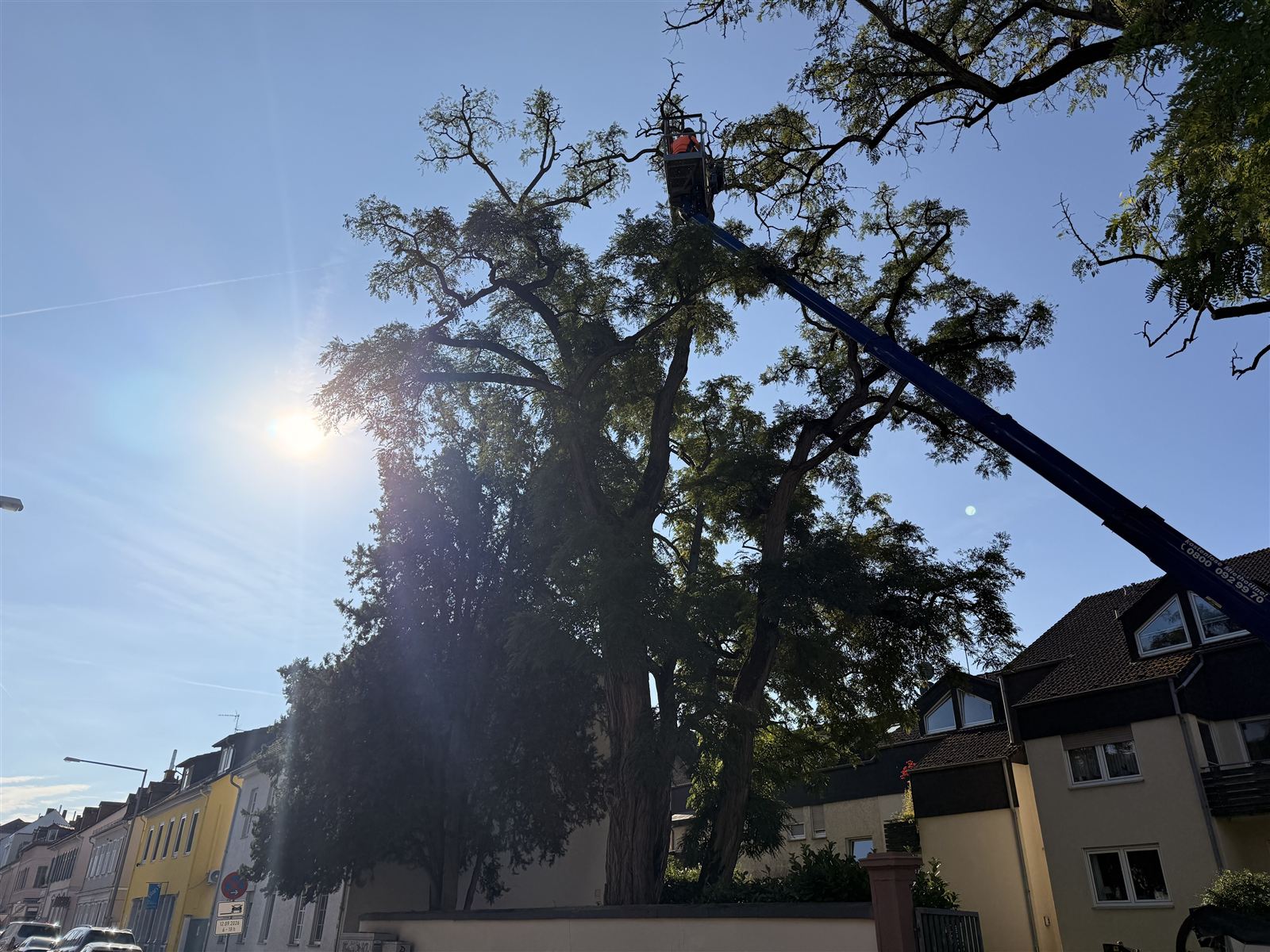 Hubsteiger an einem großen Altbaum über einer Wohnstraße