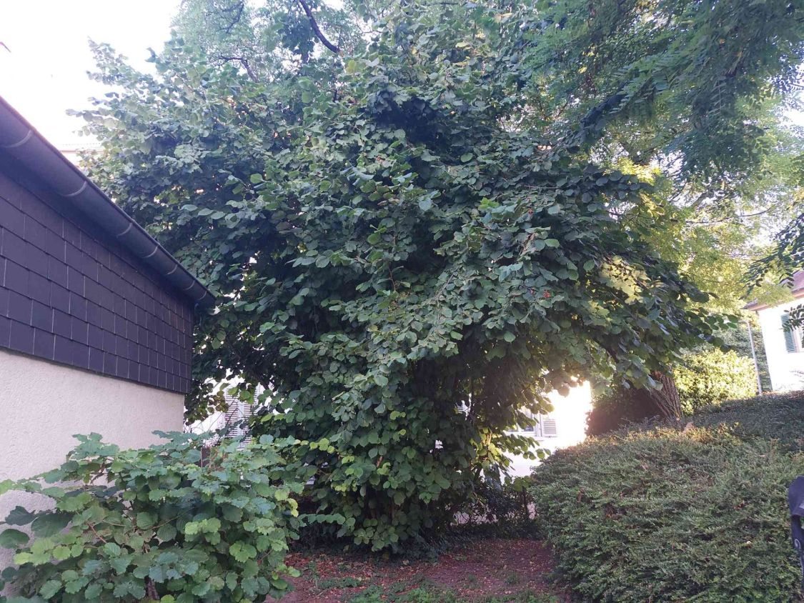Große, dichte Haselnuss neben einem Gebäude