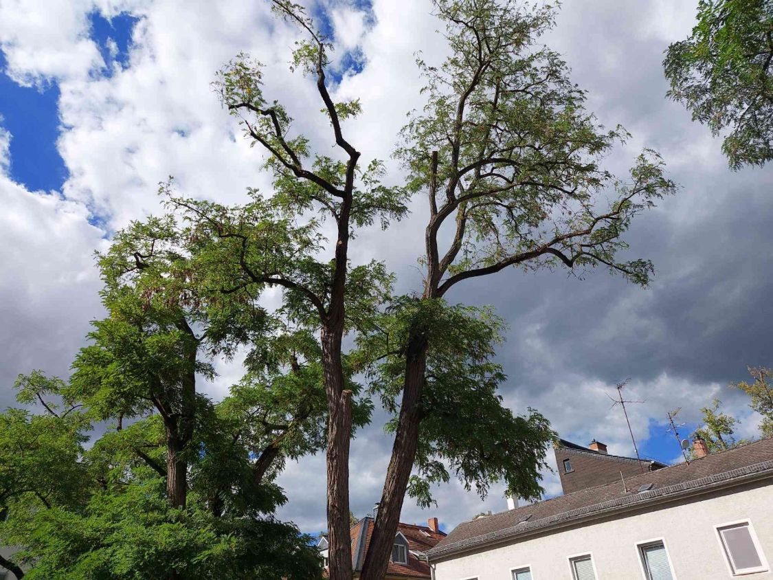Zwei hohe Robinienstämme mit gelichteten Kronen vor bewölktem Himmel
