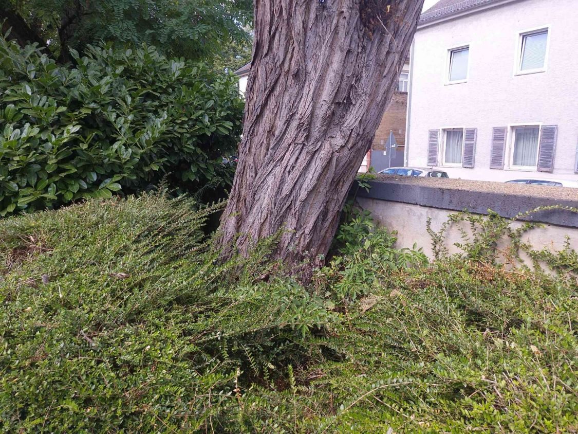 Stamm einer Robinie, dicht umwachsen von Bodendeckern