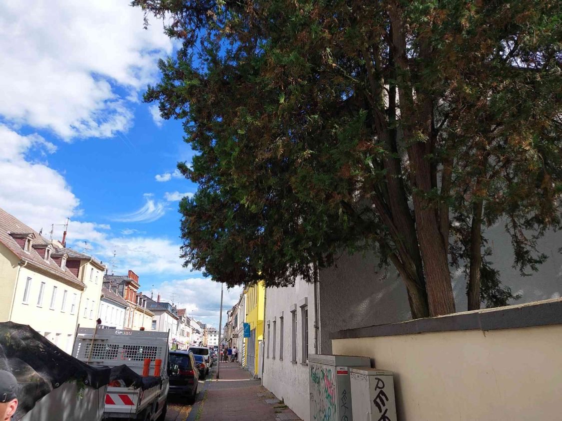 Lebensbaum hinter einer Mauer, seine Zweige ragen über den Gehweg der Straße