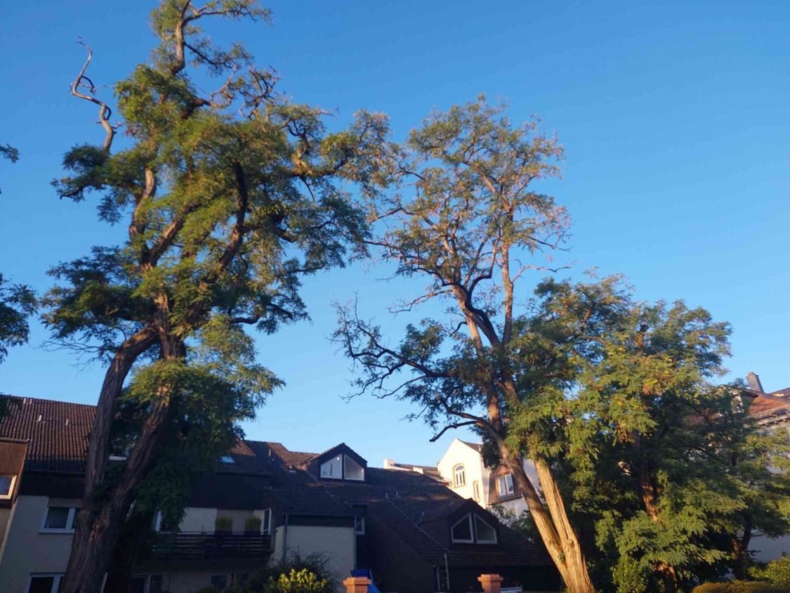 Zwei hohe Robinien vor der Maßnahme, in den Kronenspitzen ist abgestorbenes Holz zu sehen