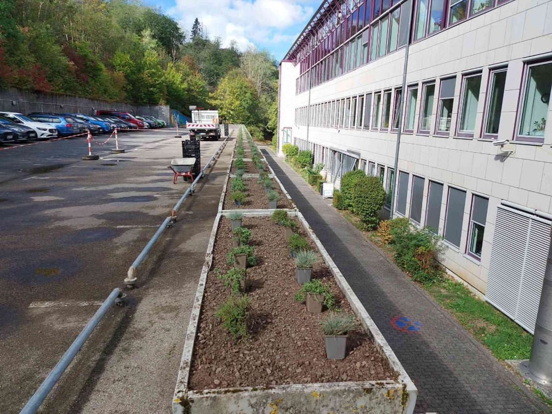 Pflanzen in Töpfen stehen verteilt in den gefüllten Kübeln entlang der Kreisverwaltung