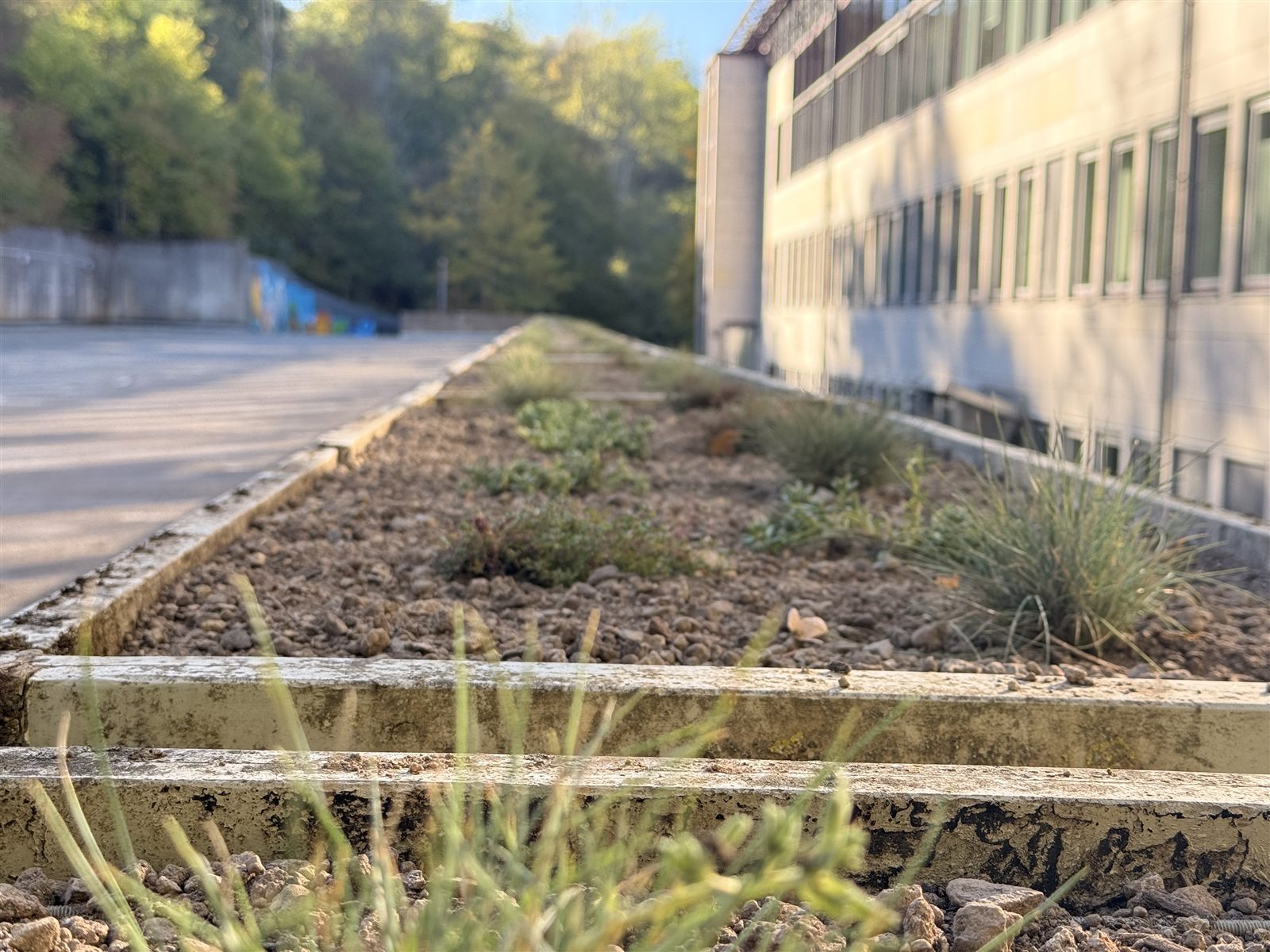 Tiefe Aufnahme über einen bepflanzten Kübel mit Sand-Thymian im Vordergrund
