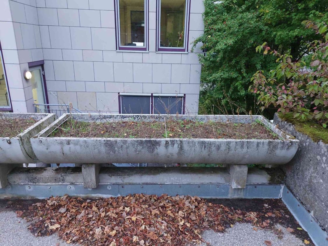 Vorher: verwilderter Pflanzkübel aus Beton mit trockenen Gräsern und Unkraut