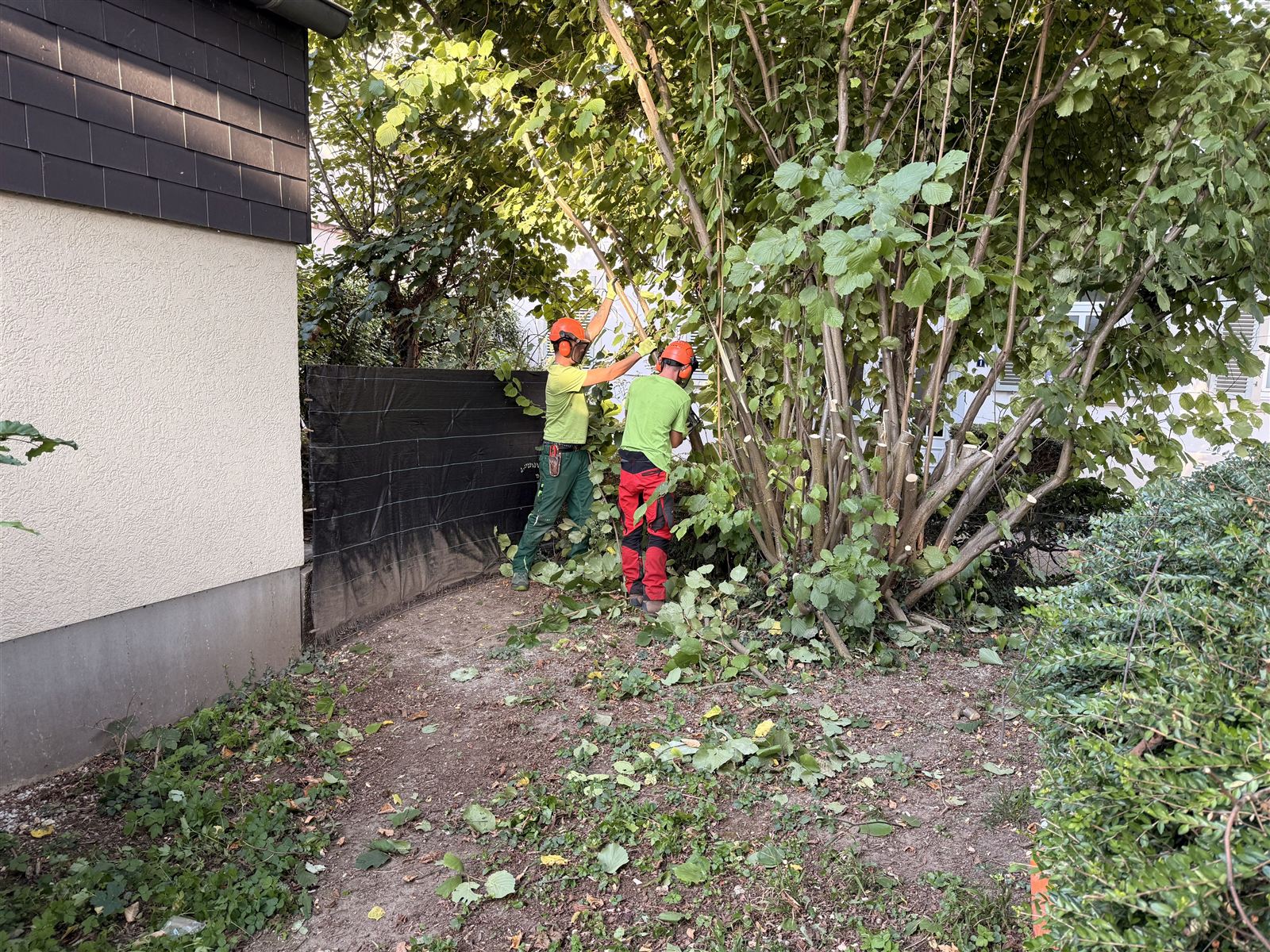 Zwei Mitarbeiter schneiden einen großen Strauch an einer Hauswand zurück